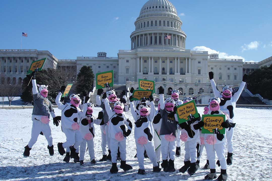 Pessoas fantasiadas de vacas